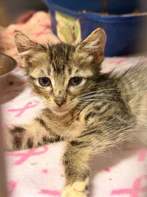 BISCUIT, Adoptable, Kitten Female Domestic Short Hair.