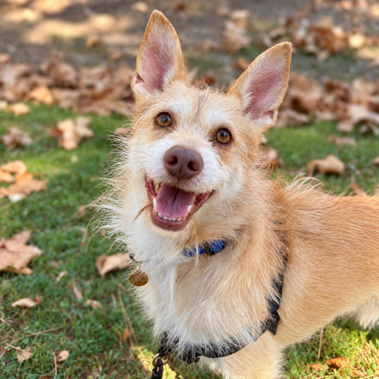 Enlarge Mateo, a Adoptable mixed breed in Oakland, CA image 2/4