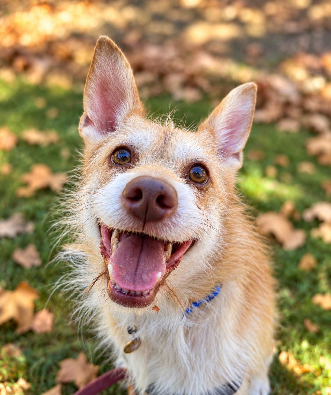 Enlarge Mateo, a Adoptable mixed breed in Oakland, CA image 4/4