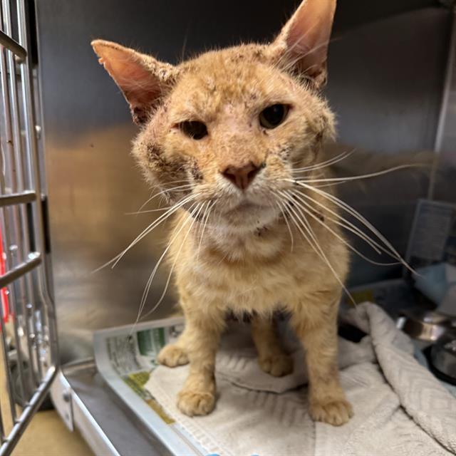 ODIN, Adoptable, Adult Male Domestic Medium Hair.