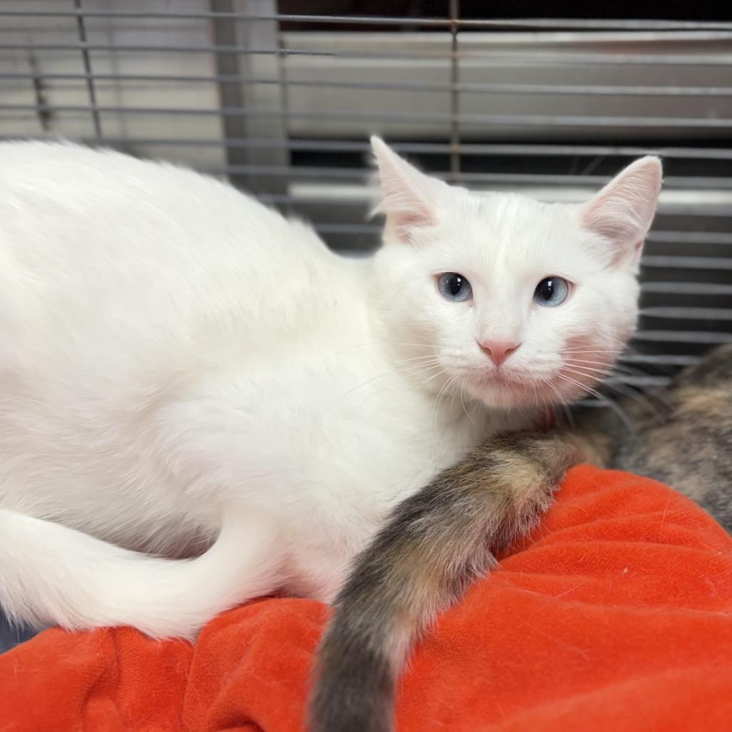 Snoopy&Peppermint Patty, Adoptable, Young Male Domestic Short Hair.