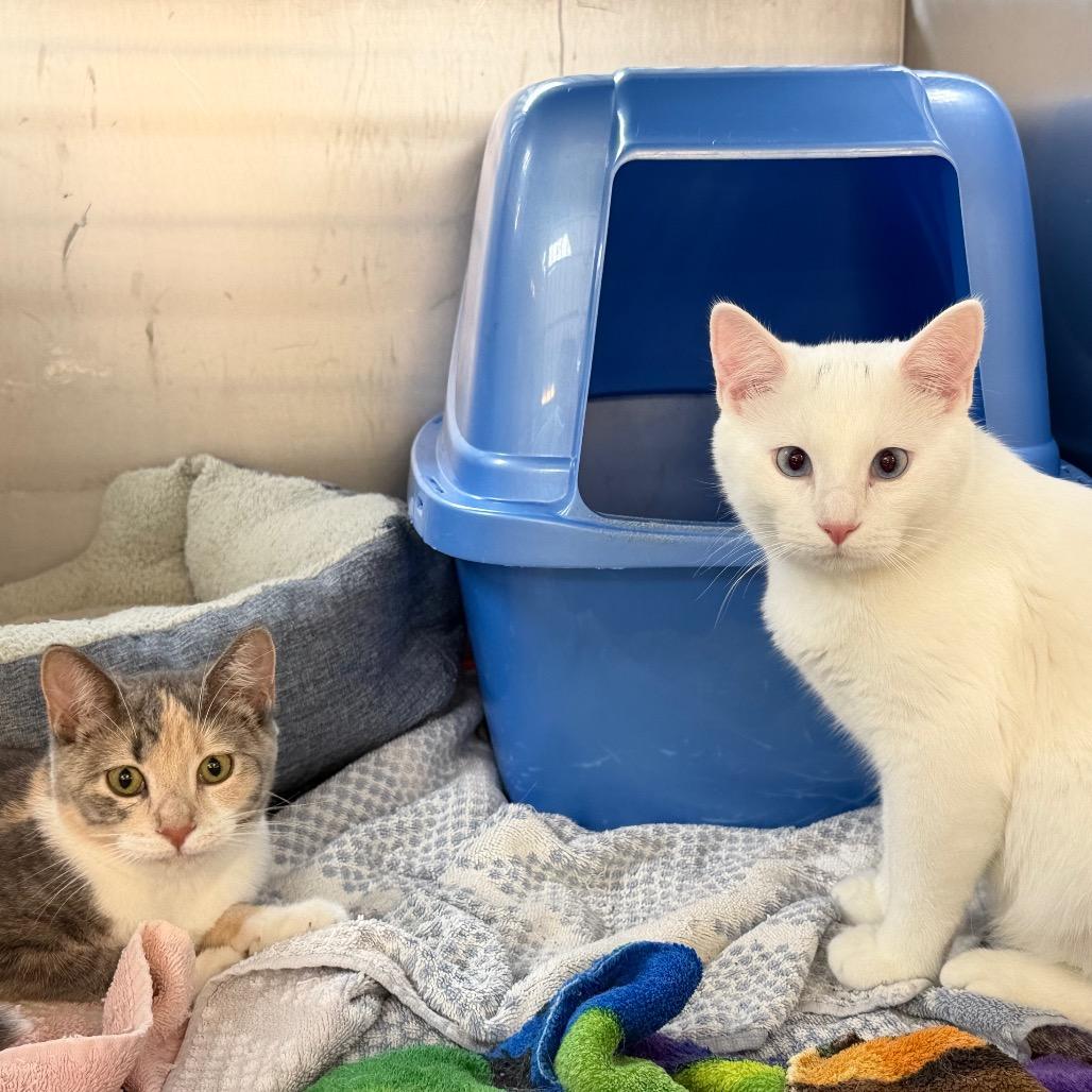 Enlarge Snoopy&Peppermint Patty, a Adoptable Domestic Short Hair in Portage, MI image 2/3