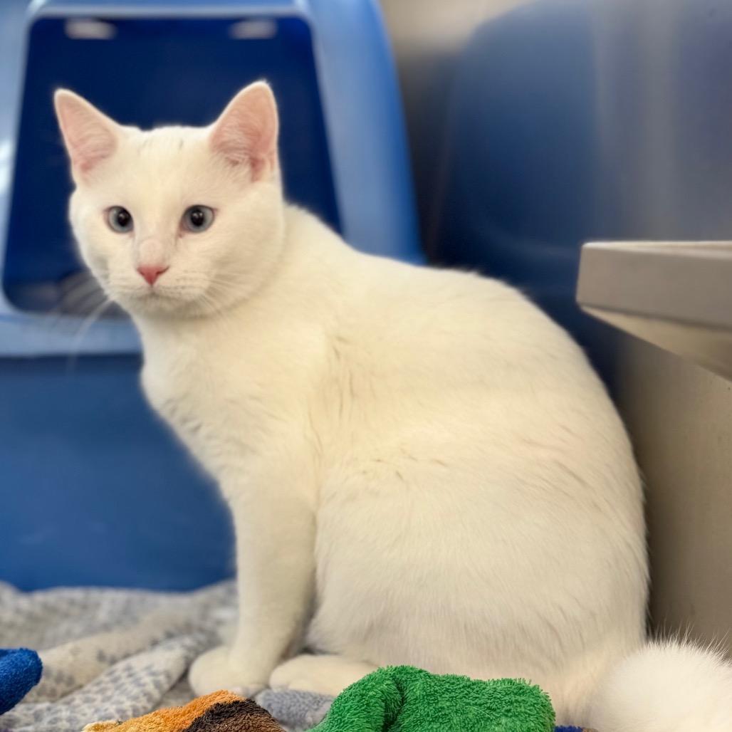 Enlarge Snoopy&Peppermint Patty, a Adoptable Domestic Short Hair in Portage, MI image 3/3