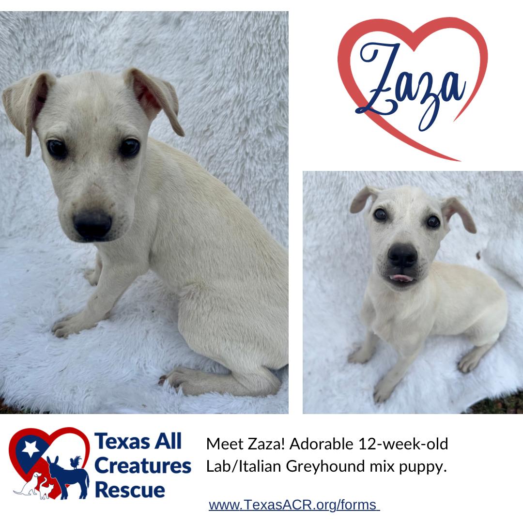 Enlarge Zaza, a Adoptable mixed breed in Alvarado, TX image 1/1