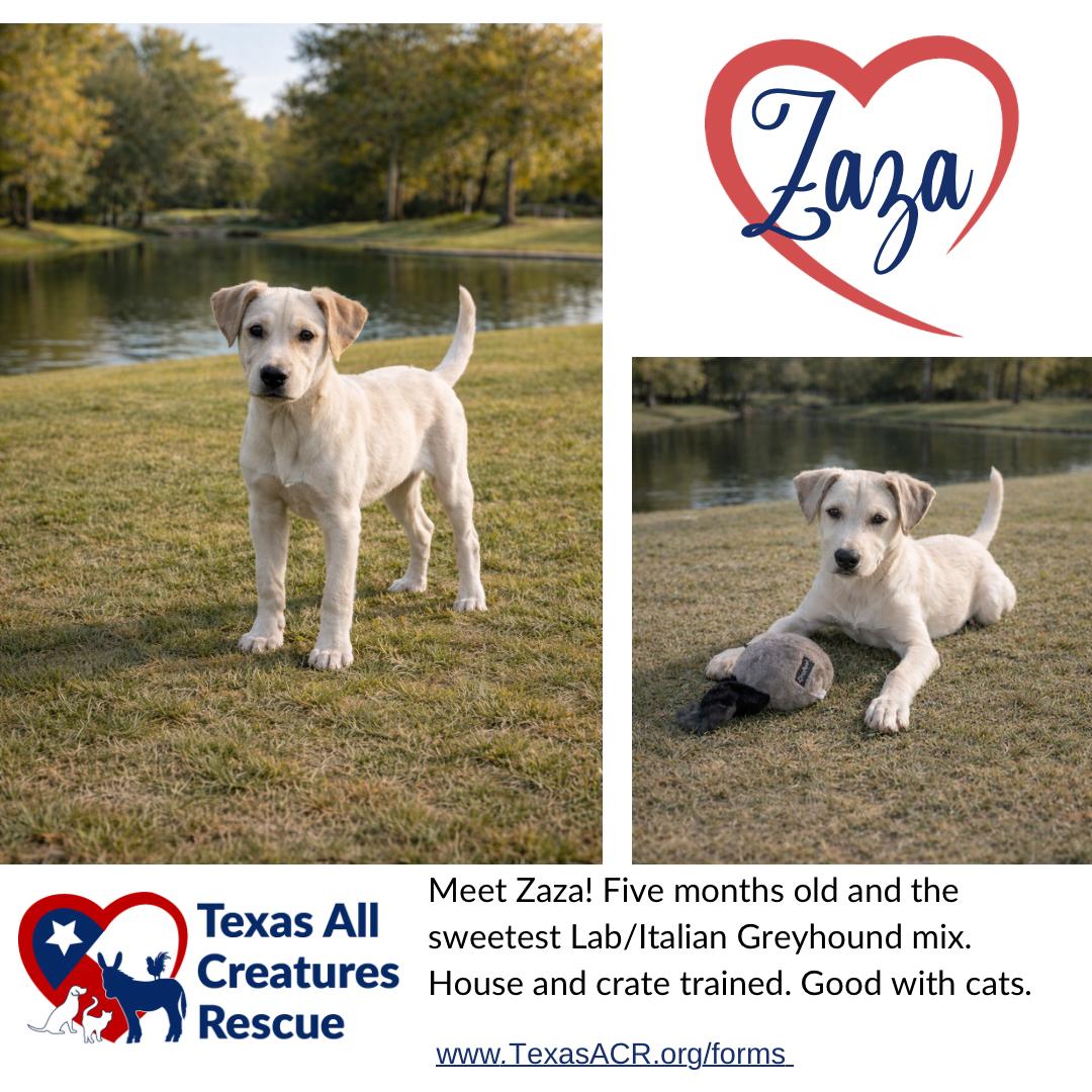 Enlarge Zaza, a Adoptable mixed breed in Alvarado, TX image 2/2