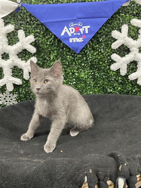 Enlarge BERLIOZ, a Adoptable Domestic Short Hair in Saskatoon, SK image 1/1