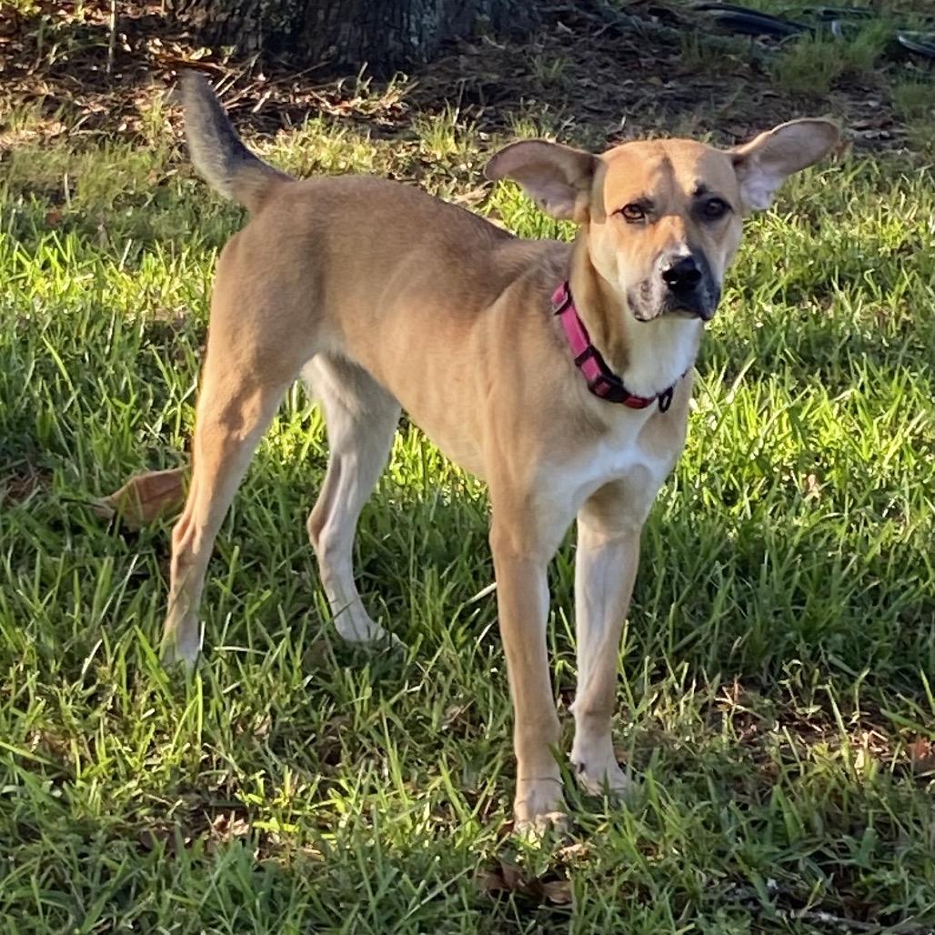 Enlarge Karli, a Adoptable mixed breed in Palestine, TX image 1/6