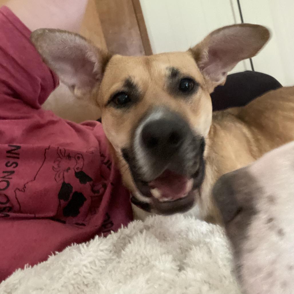 Enlarge Karli, a Adoptable mixed breed in Palestine, TX image 2/6