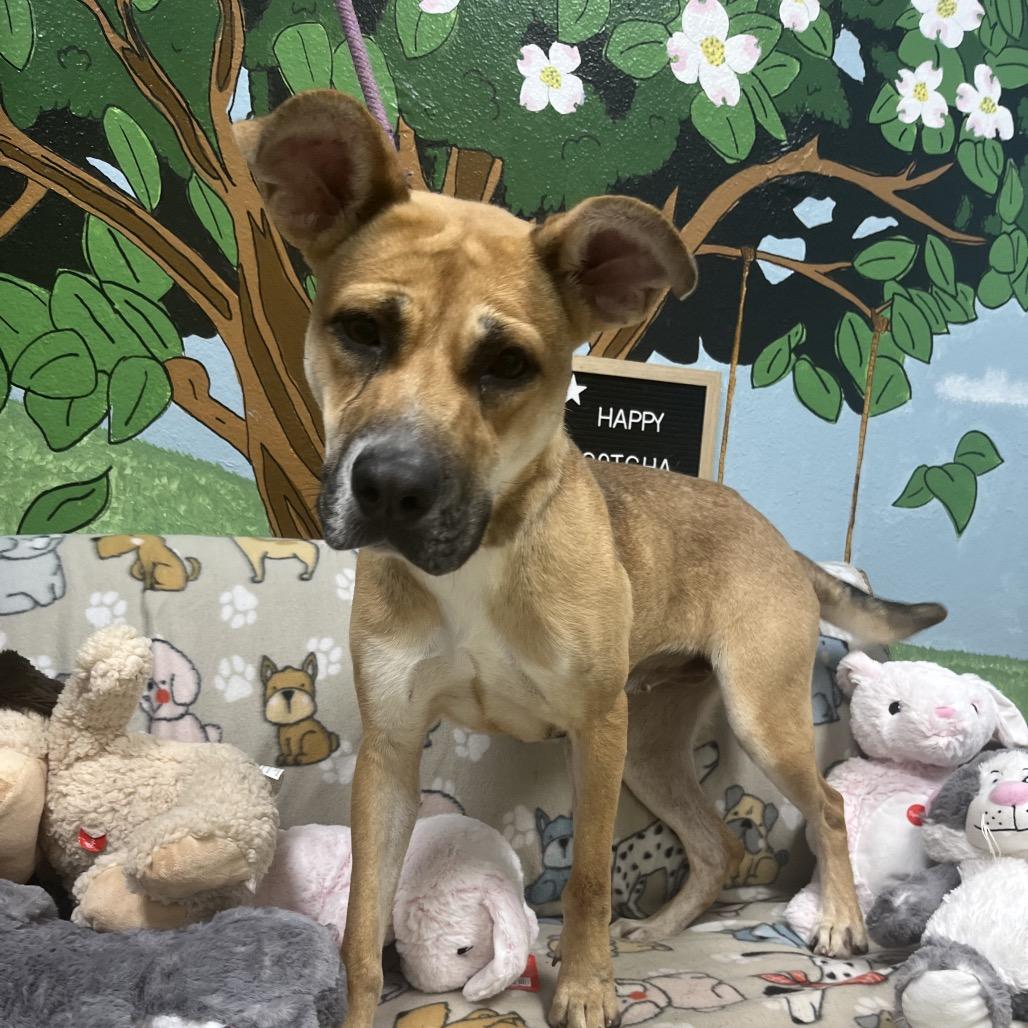 Enlarge Karli, a Adoptable mixed breed in Palestine, TX image 3/6