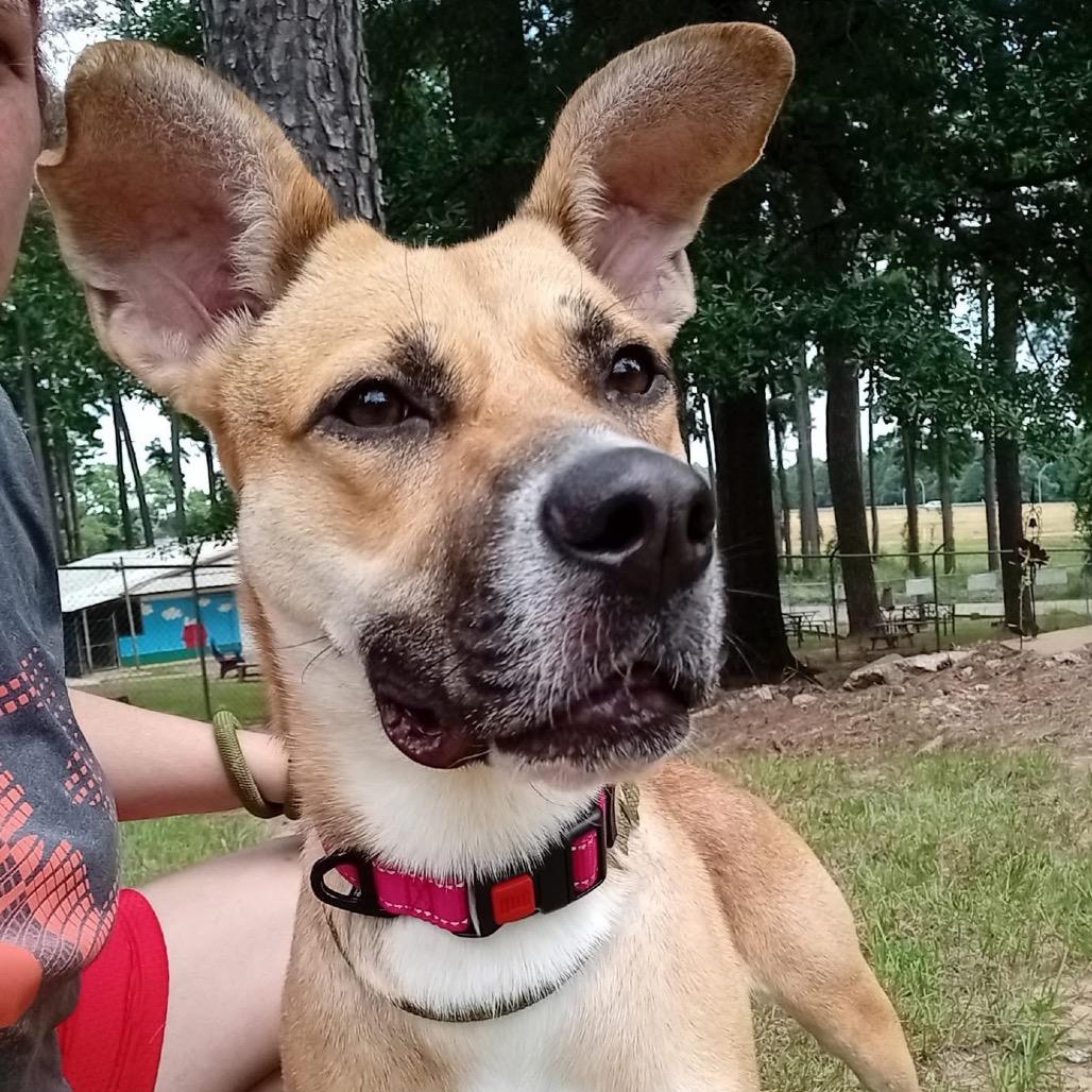 Enlarge Karli, a Adoptable mixed breed in Palestine, TX image 4/6