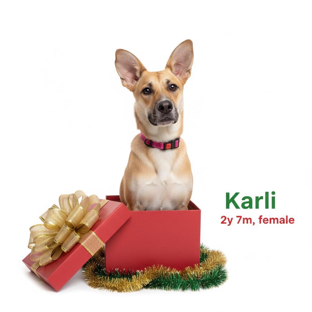 Enlarge Karli, a Adoptable mixed breed in Palestine, TX image 5/6