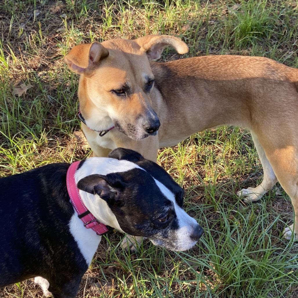 Enlarge Karli, a Adoptable mixed breed in Palestine, TX image 6/6