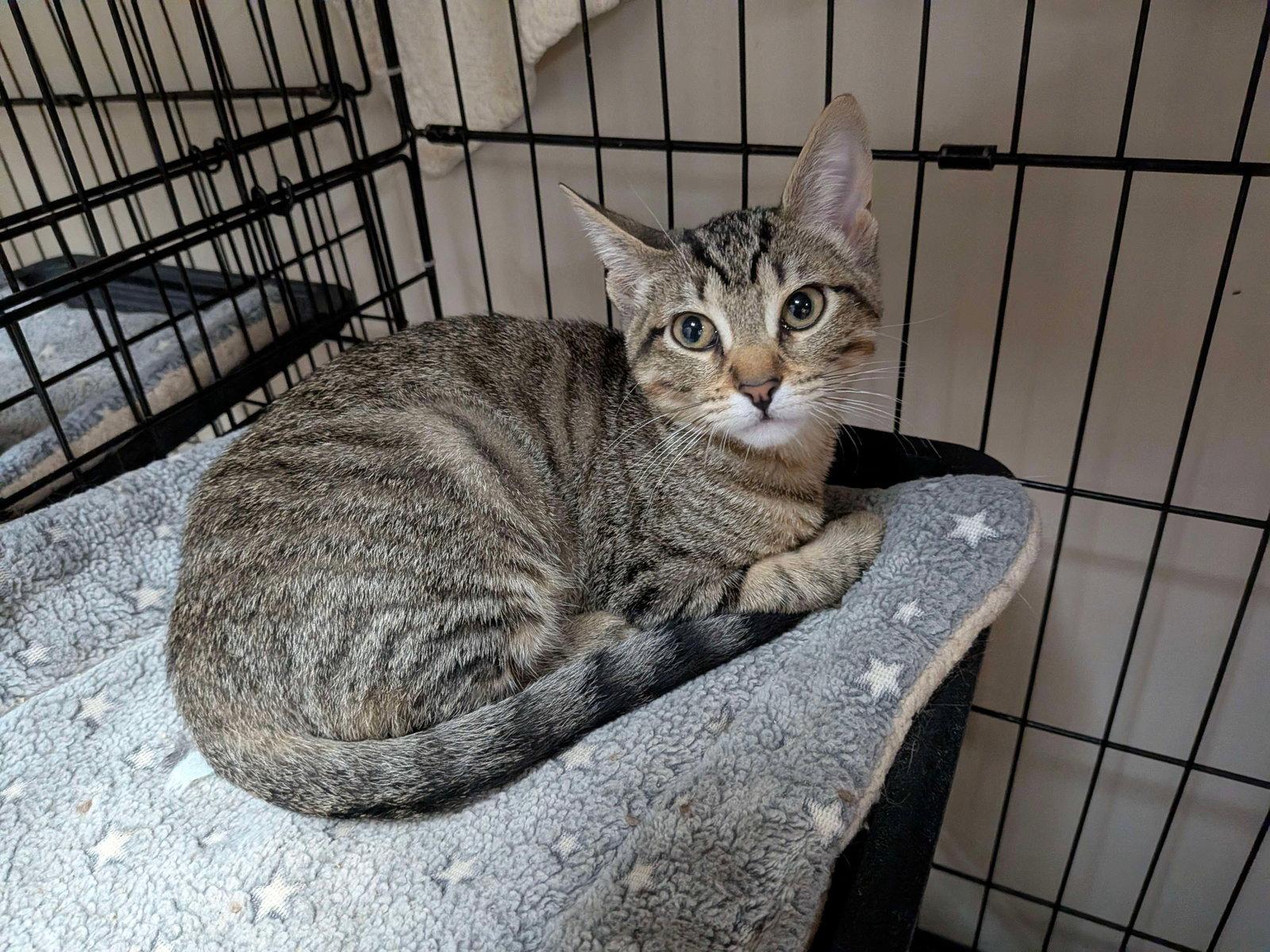 Jupiter, Adoptable, Kitten Female Domestic Short Hair.