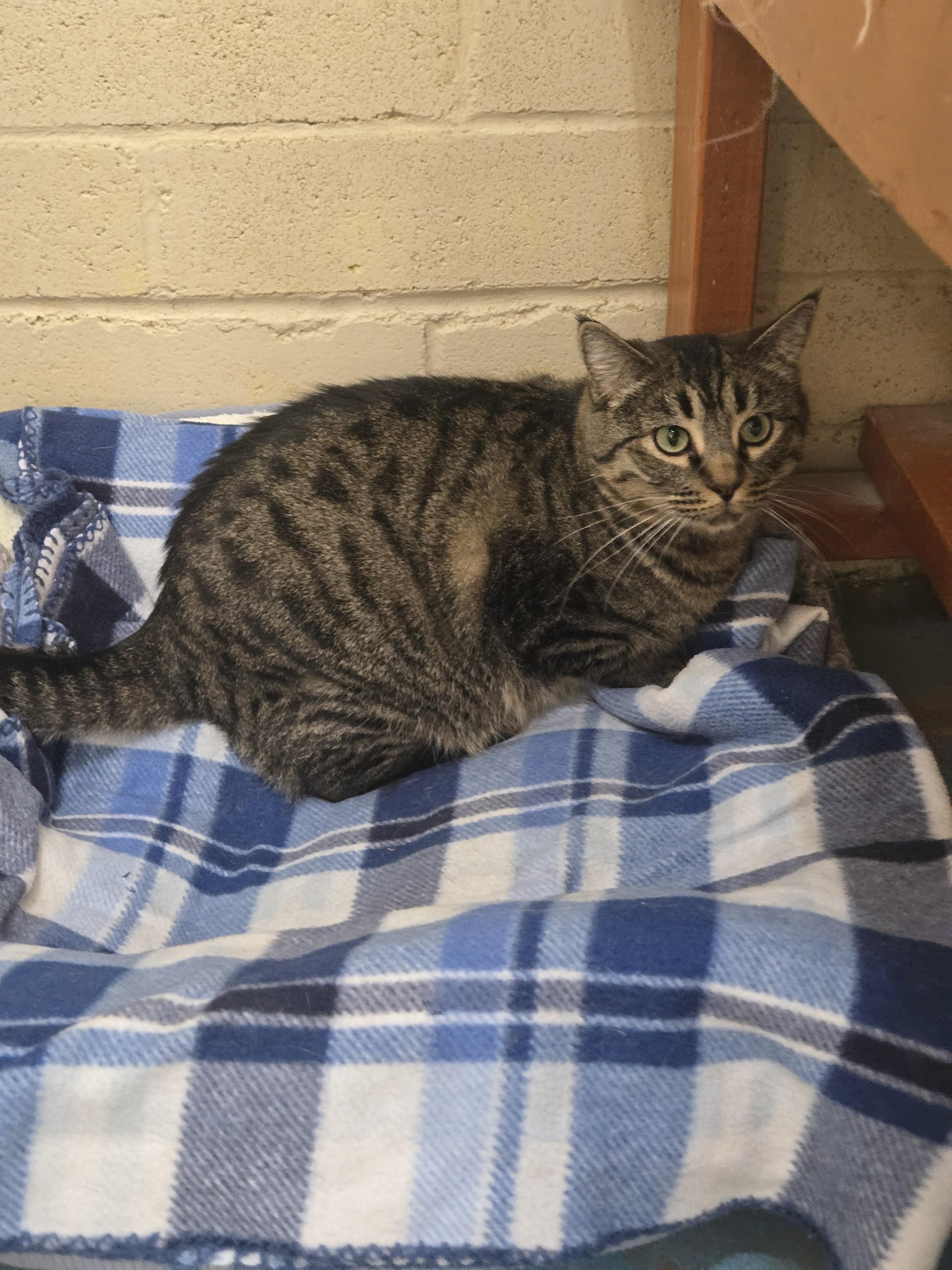 Enlarge Margarita, a ADOPTABLE Domestic Short Hair in Nogales, AZ image 3/4