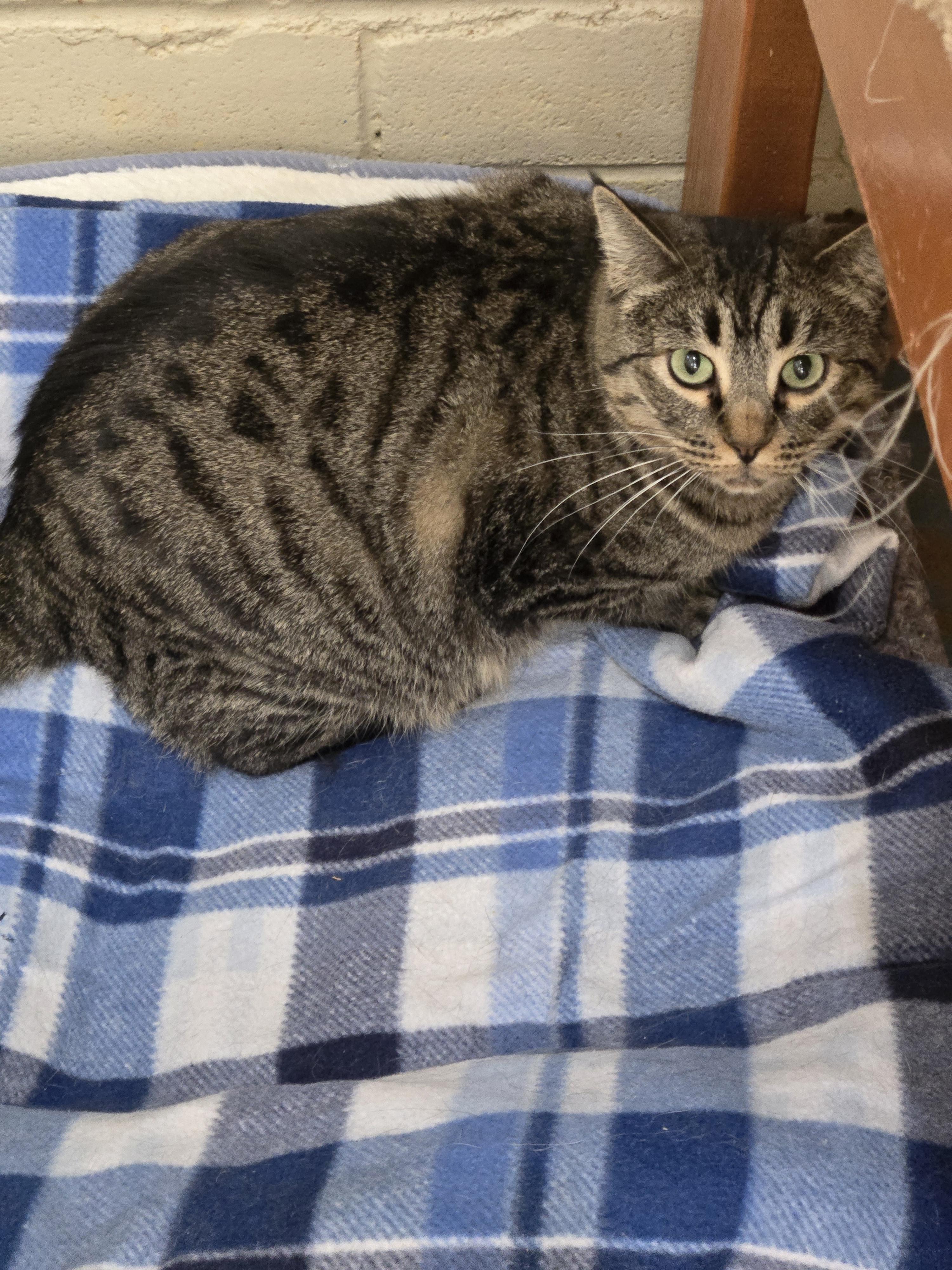 Enlarge Margarita, a ADOPTABLE Domestic Short Hair in Nogales, AZ image 2/4