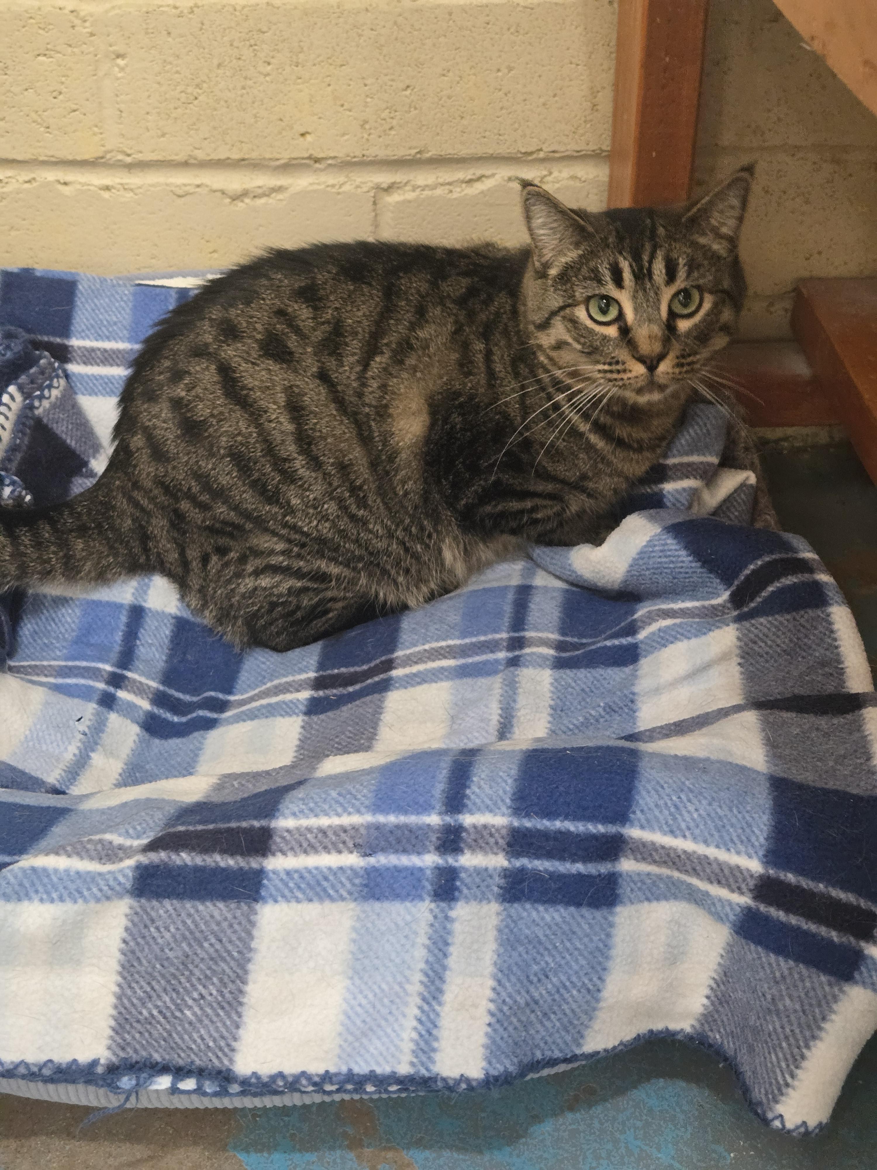 Enlarge Margarita, a ADOPTABLE Domestic Short Hair in Nogales, AZ image 4/4