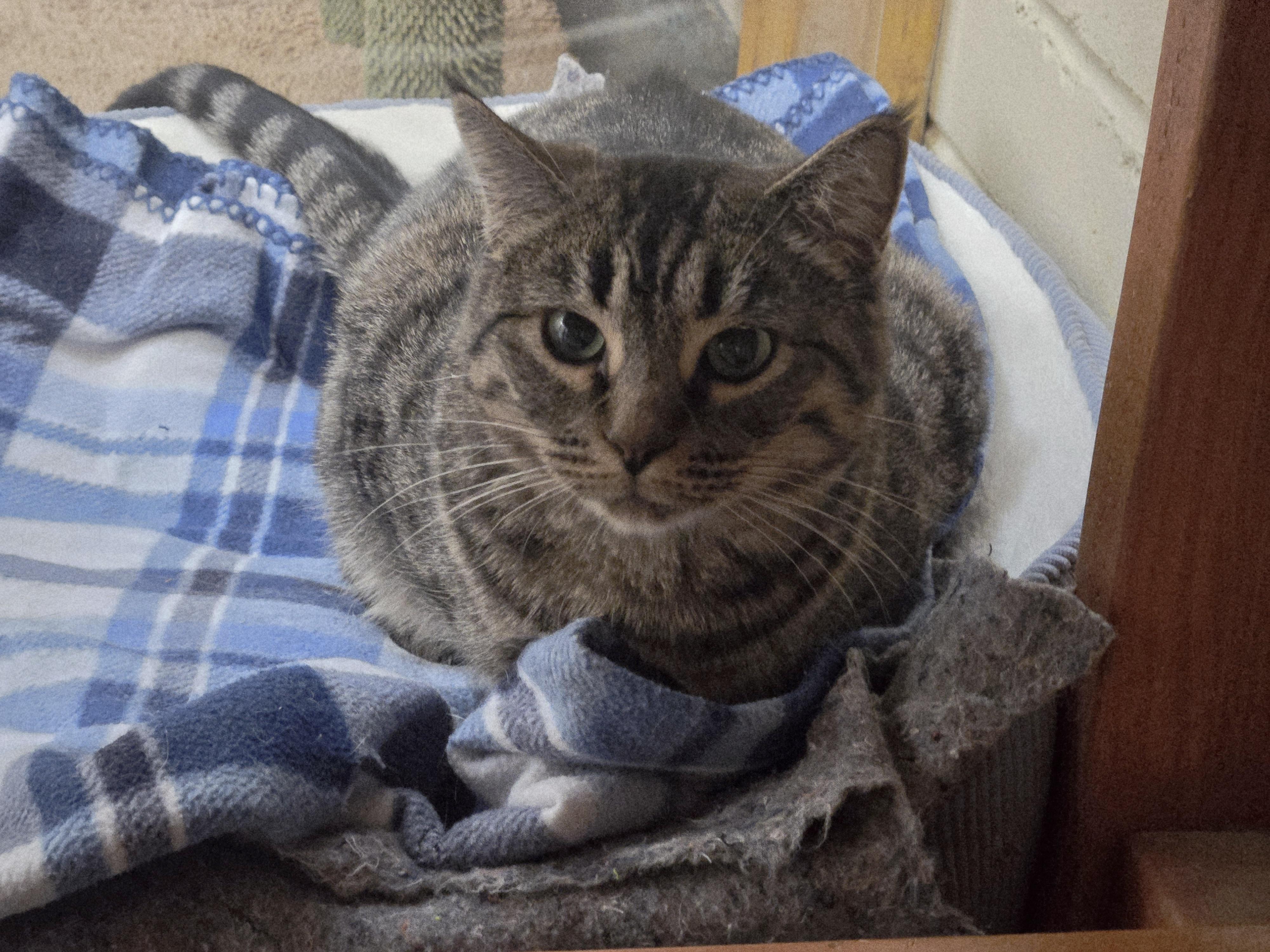 Margarita, ADOPTABLE, Adult Female Domestic Short Hair.