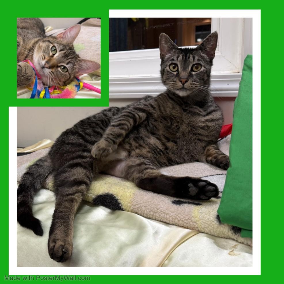Milo & Mia, Adoptable, Adult Male Domestic Short Hair & Tabby.
