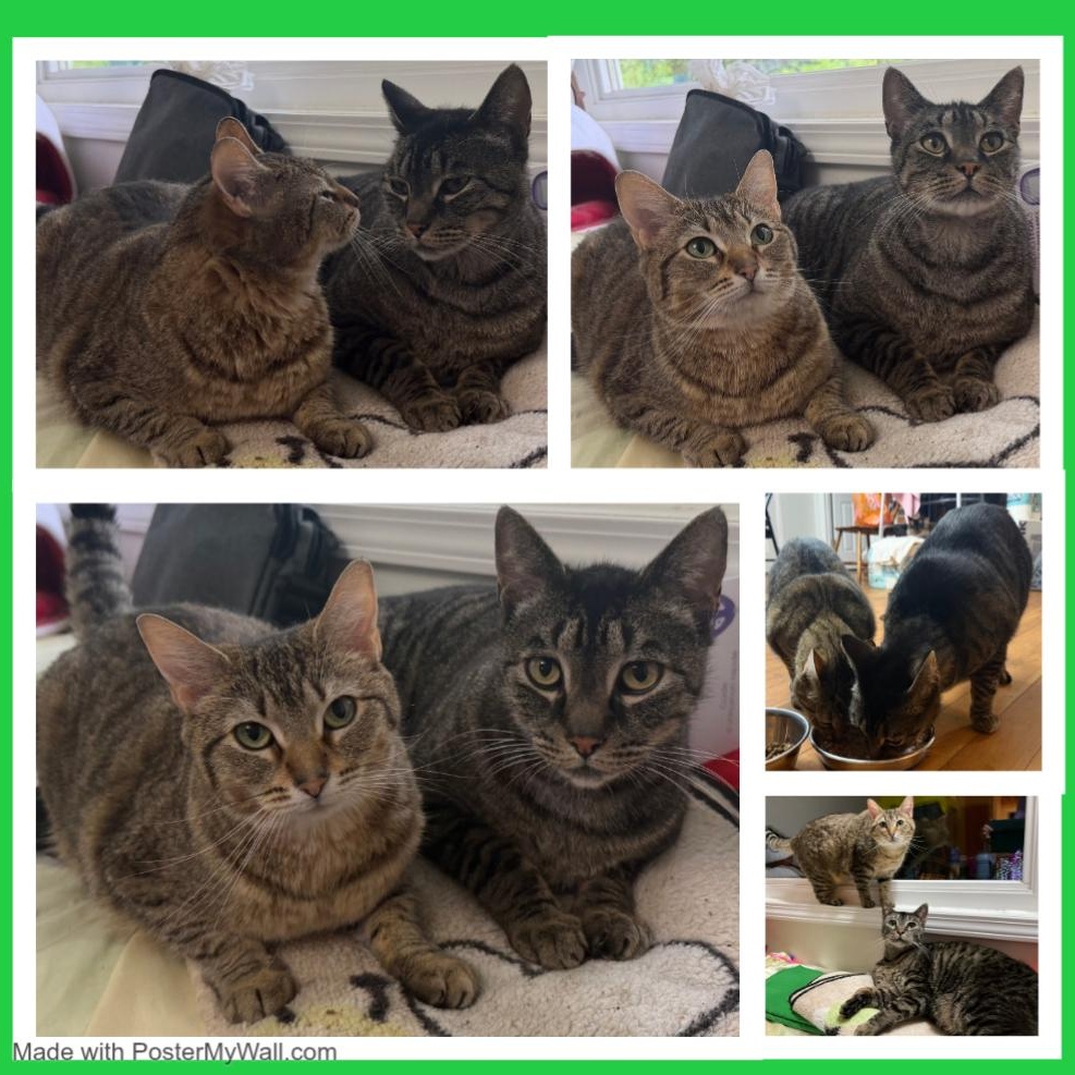 Enlarge Milo & Mia, a Adoptable mixed breed in Beaverton, OR image 3/6