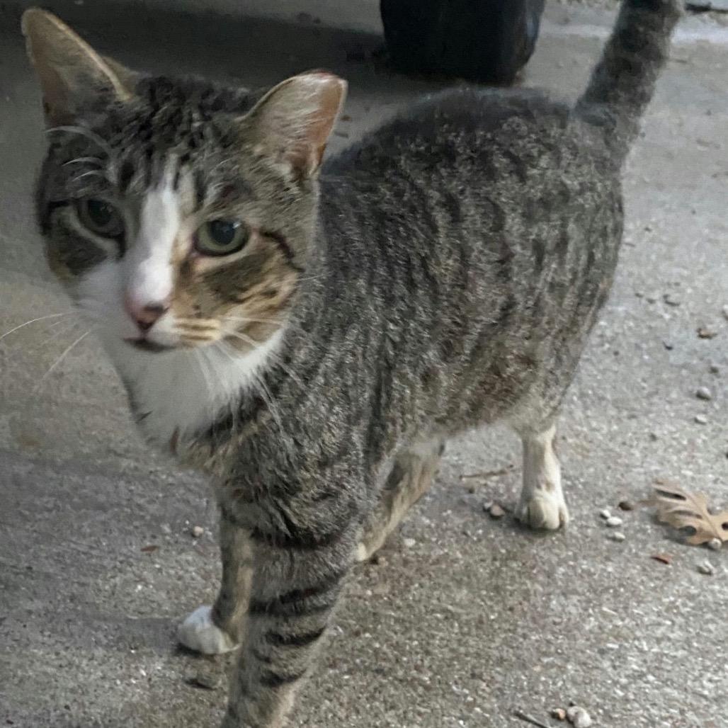 Enlarge Poppi, a Adoptable Domestic Short Hair in Waco, TX image 1/1