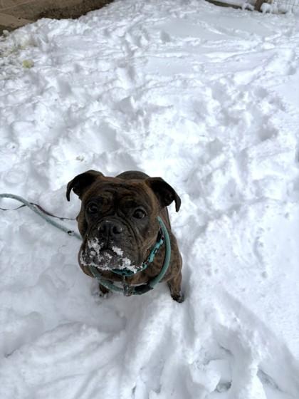 Athena, Adoptable, Adult Female Boxer & Mixed Breed.