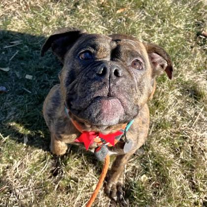 Enlarge Athena, a Adoptable mixed breed in Quakertown, PA image 2/3