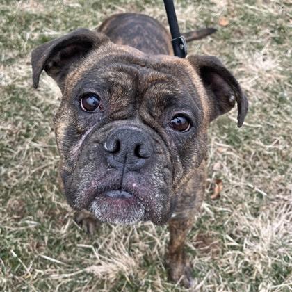 Athena, Adoptable, Adult Female Boxer & Mixed Breed.
