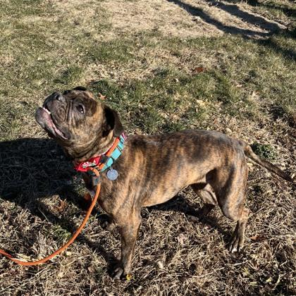 Enlarge Athena, a Adoptable mixed breed in Quakertown, PA image 3/3