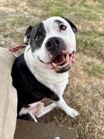 Enlarge Irish, a ADOPTABLE mixed breed in Roseburg, OR image 1/1