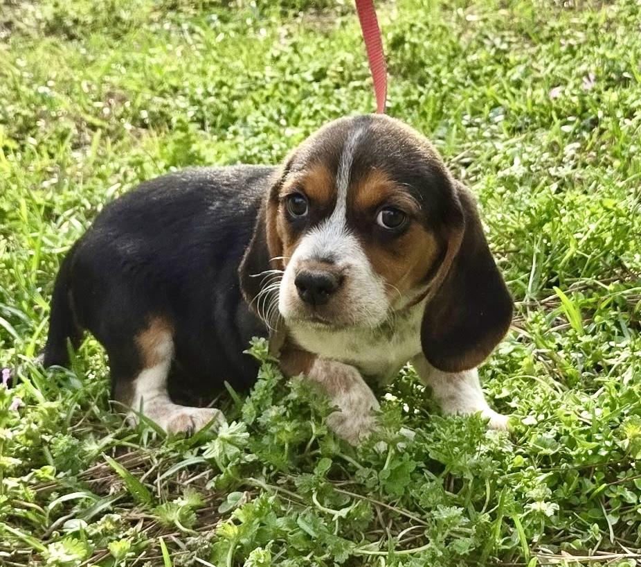 Enlarge Maple, an adopted Beagle in Allentown, NJ image 2/6