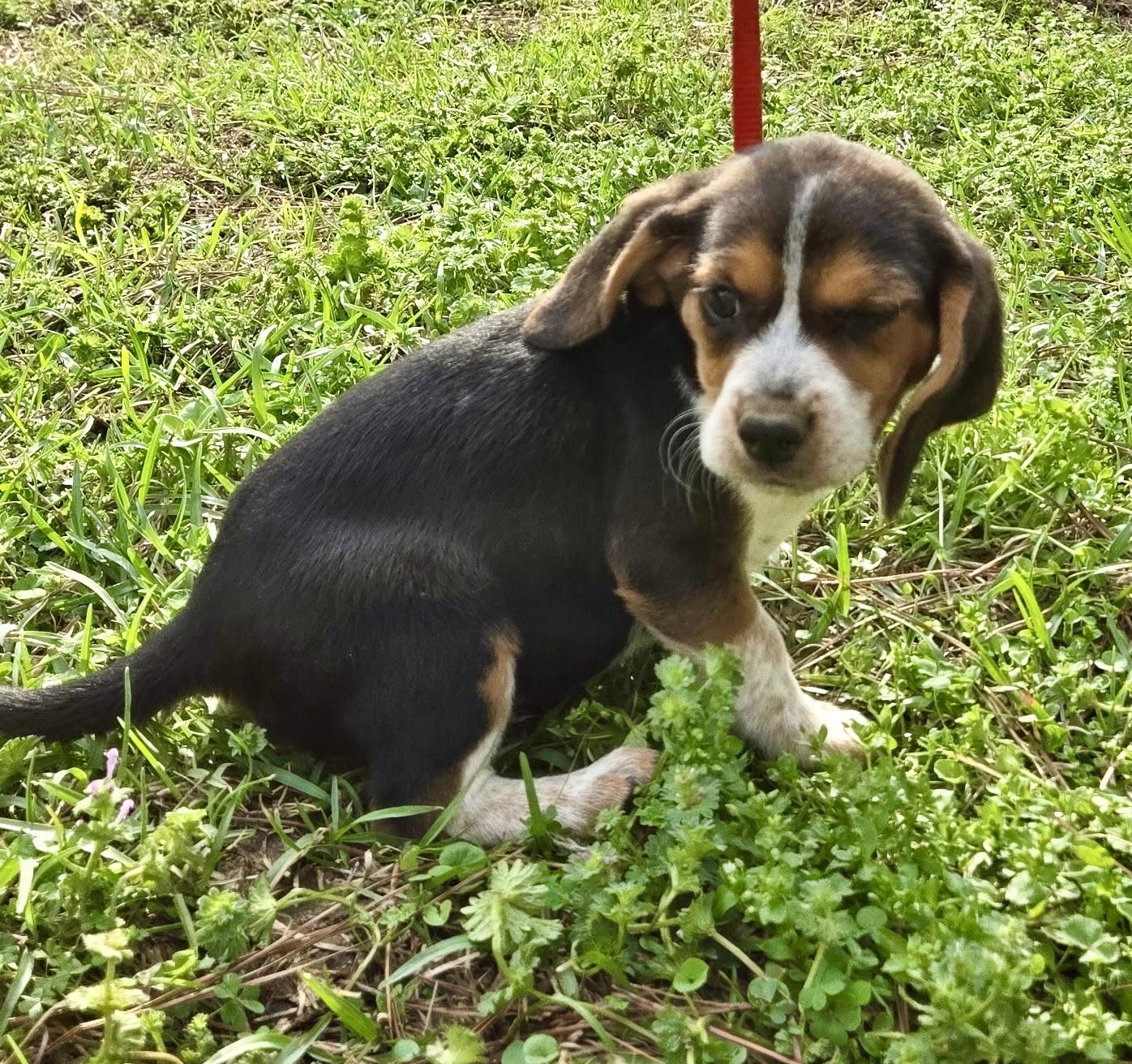 Enlarge Maple, an adopted Beagle in Allentown, NJ image 5/6