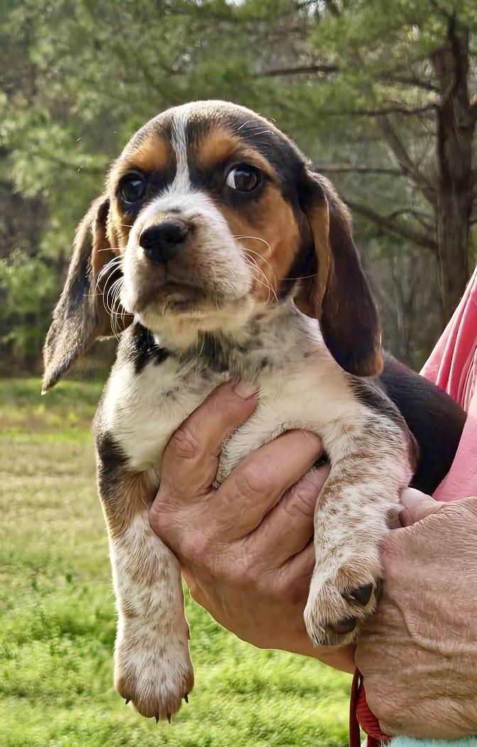 Enlarge Maple, an adopted Beagle in Allentown, NJ image 3/6