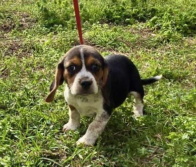 Enlarge Maple, an adopted Beagle in Allentown, NJ image 1/6