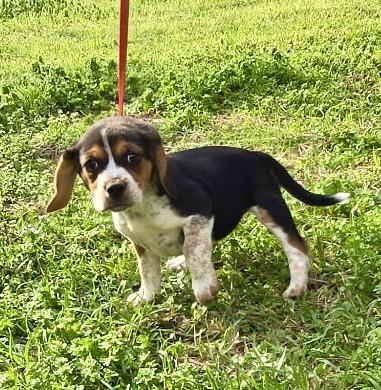 Enlarge Maple, an adopted Beagle in Allentown, NJ image 4/6