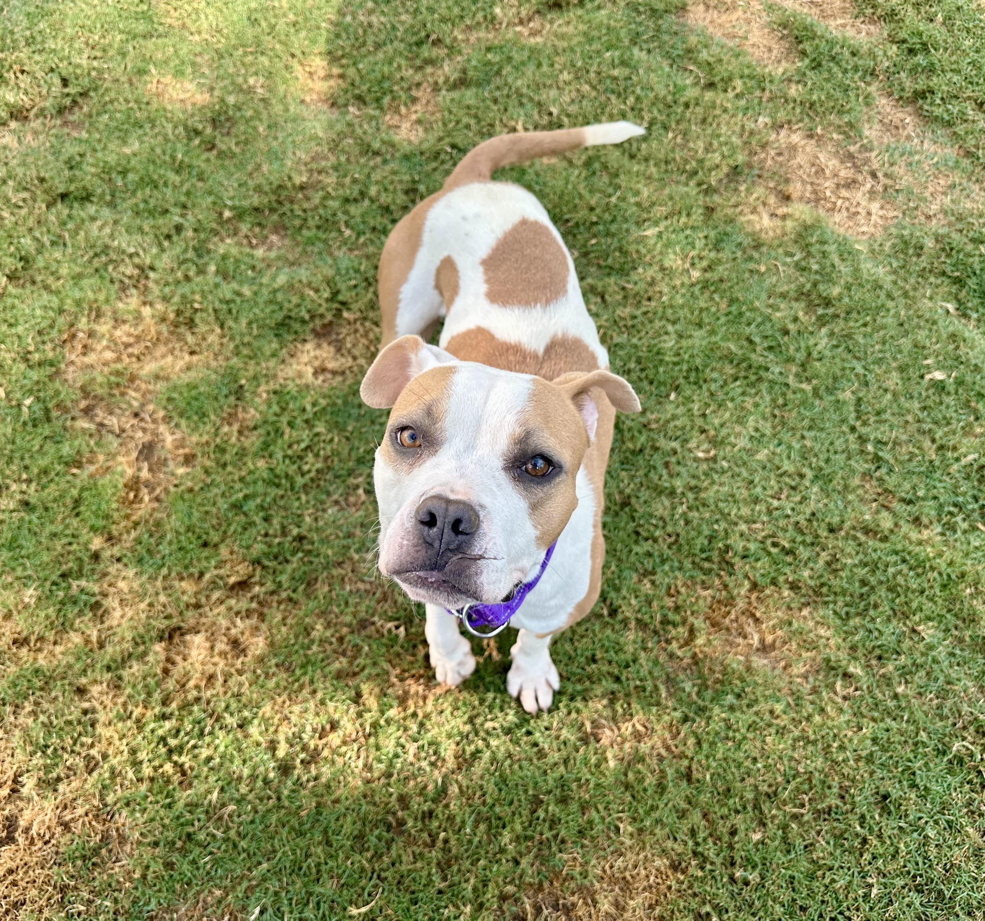 Enlarge Bonnie, an adopted mixed breed in Auburn, GA image 2/6
