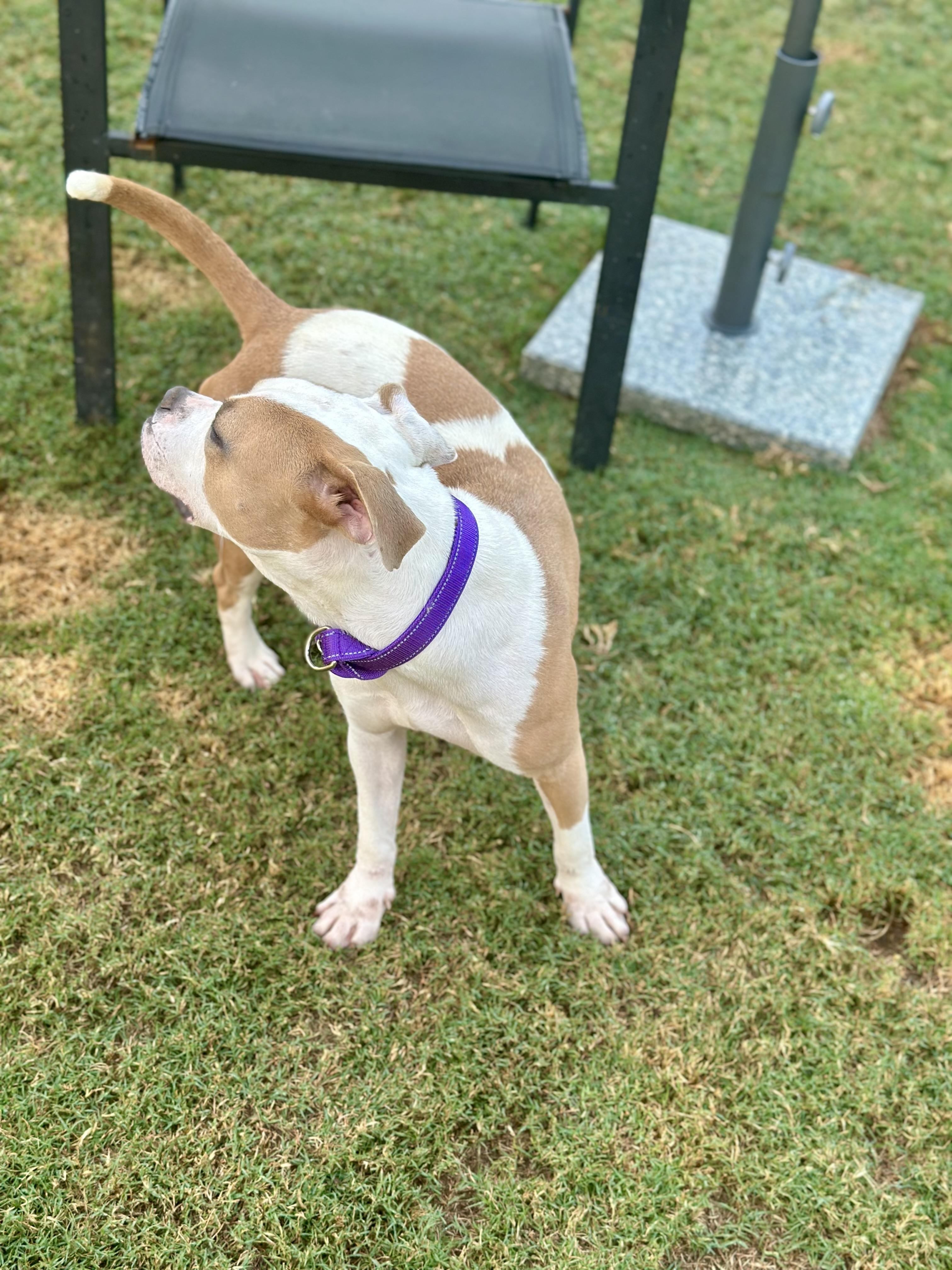 Enlarge Bonnie, an adopted mixed breed in Auburn, GA image 3/6