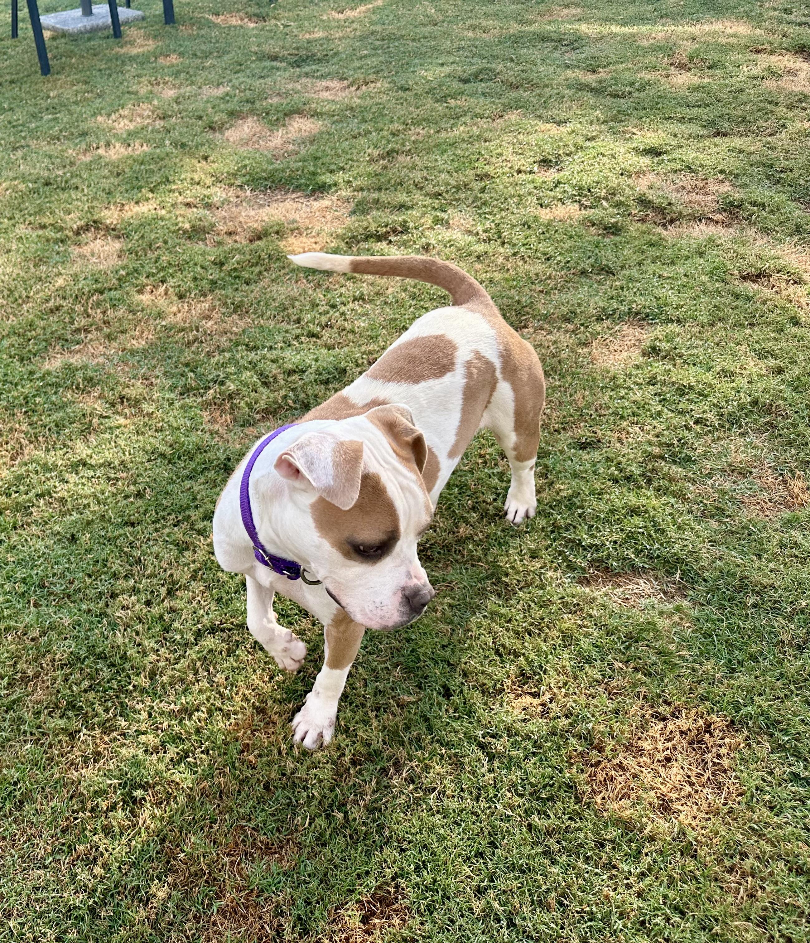 Enlarge Bonnie, an adopted mixed breed in Auburn, GA image 4/6