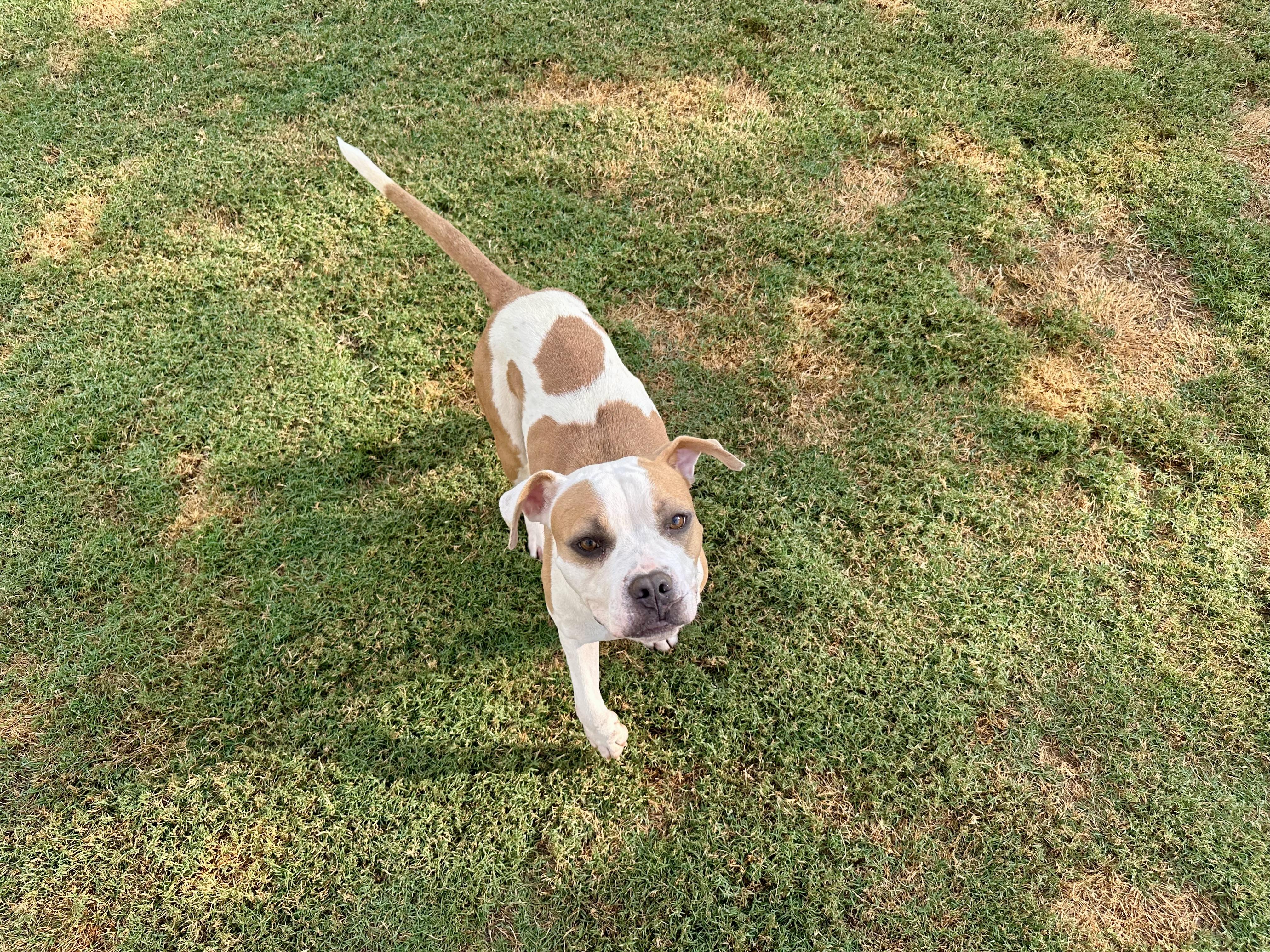 Bonnie, adopted, Young Female Bulldog & Pit Bull Terrier.