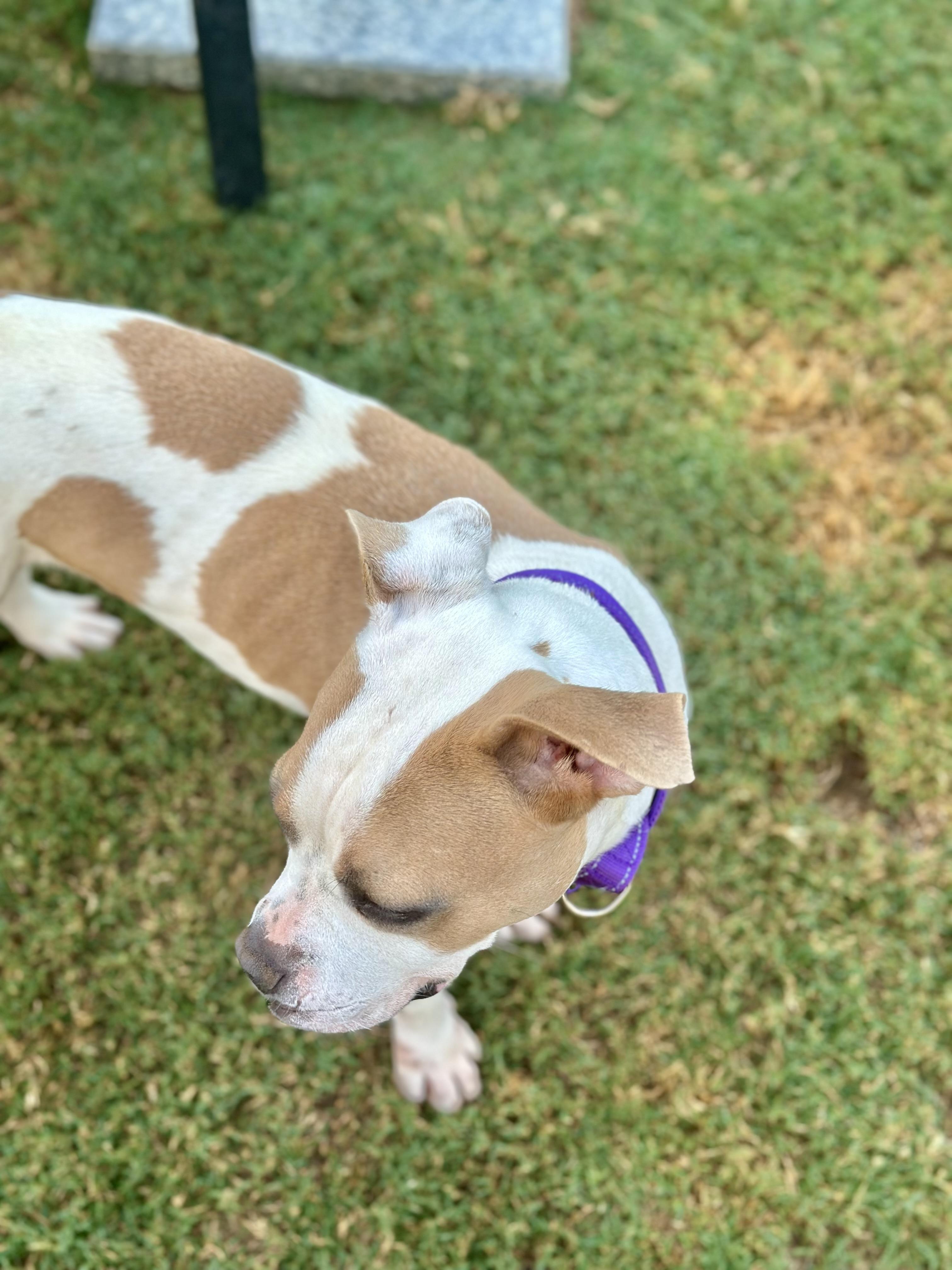 Enlarge Bonnie, an adopted mixed breed in Auburn, GA image 5/6