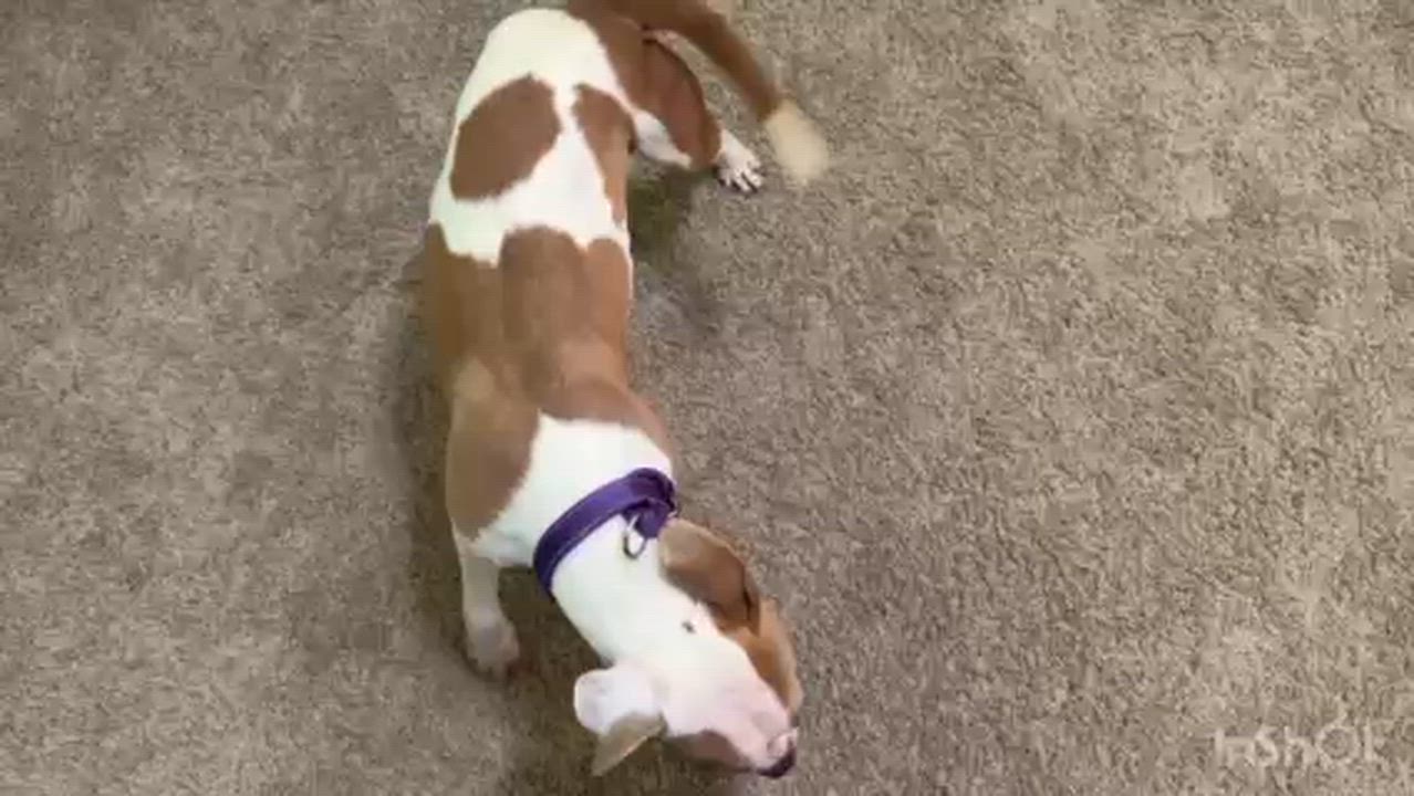 Enlarge Bonnie, an adopted mixed breed in Auburn, GA video 6/6