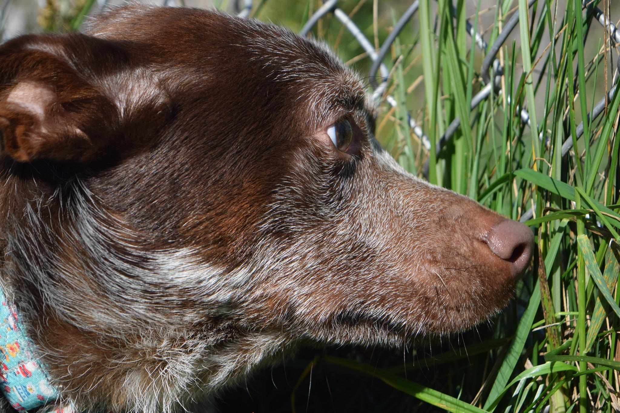 Cajun, a Adoptable mixed breed in Tomah, WI image 3/6