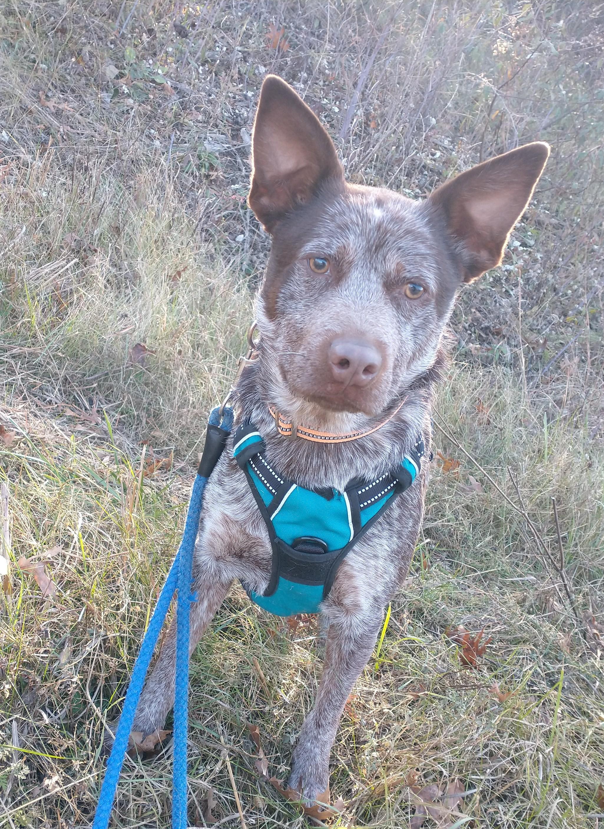 Cajun, a Adoptable mixed breed in Tomah, WI image 1/6