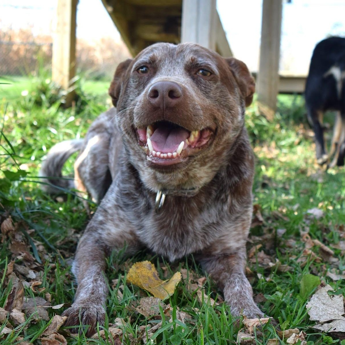 Cajun, Adoptable, Adult Male Australian Cattle Dog / Blue Heeler.