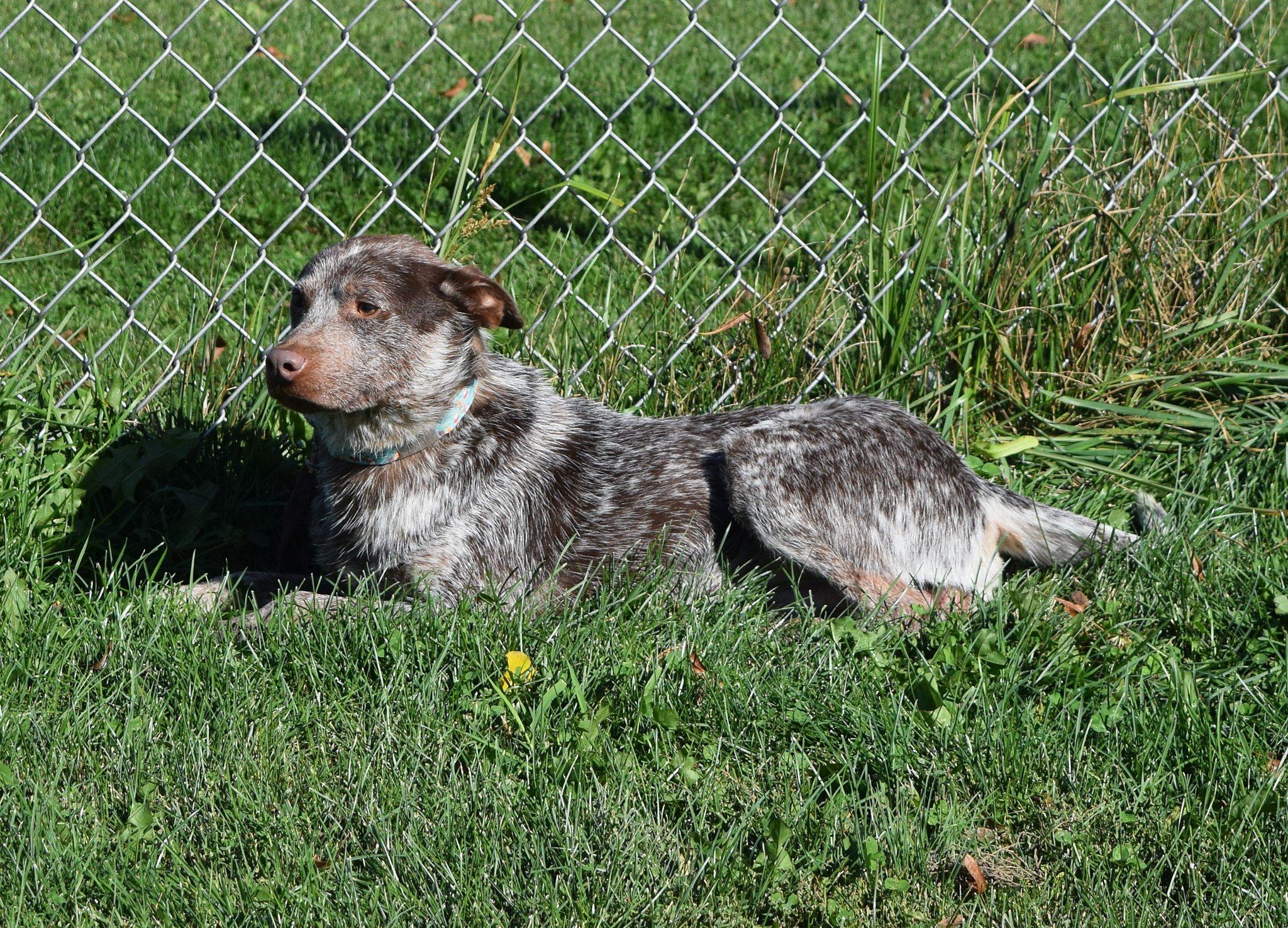 Cajun, a Adoptable mixed breed in Tomah, WI image 5/6
