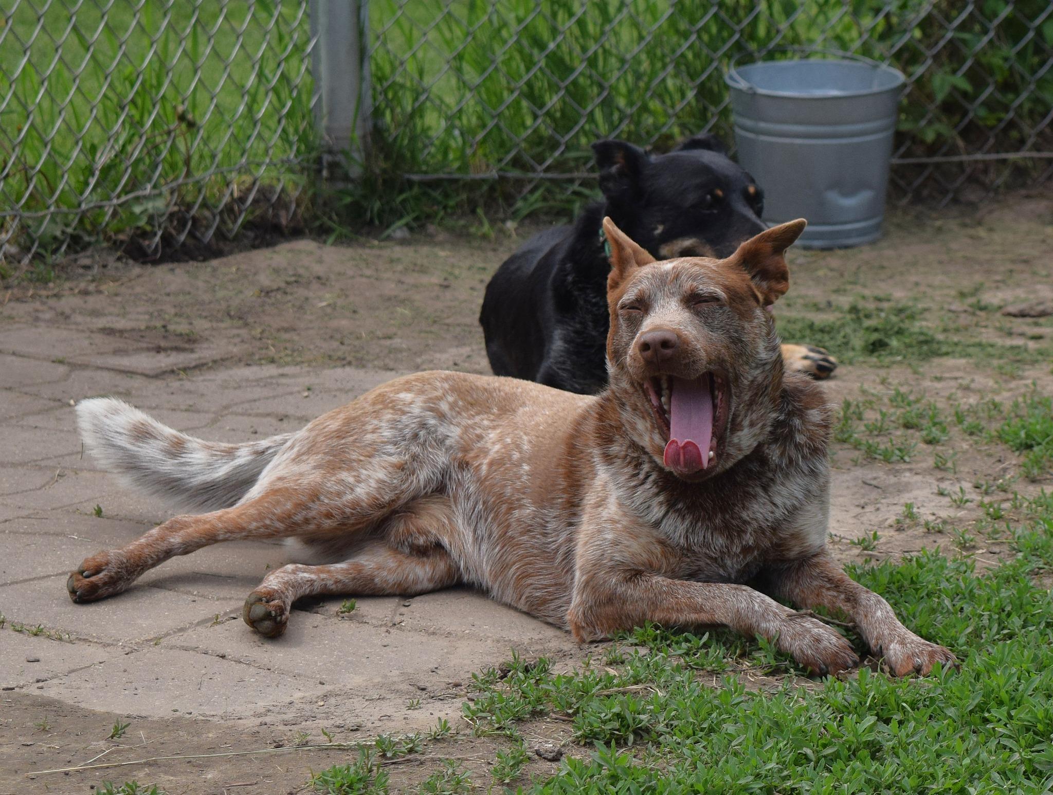 Cajun, a Adoptable mixed breed in Tomah, WI image 1/6