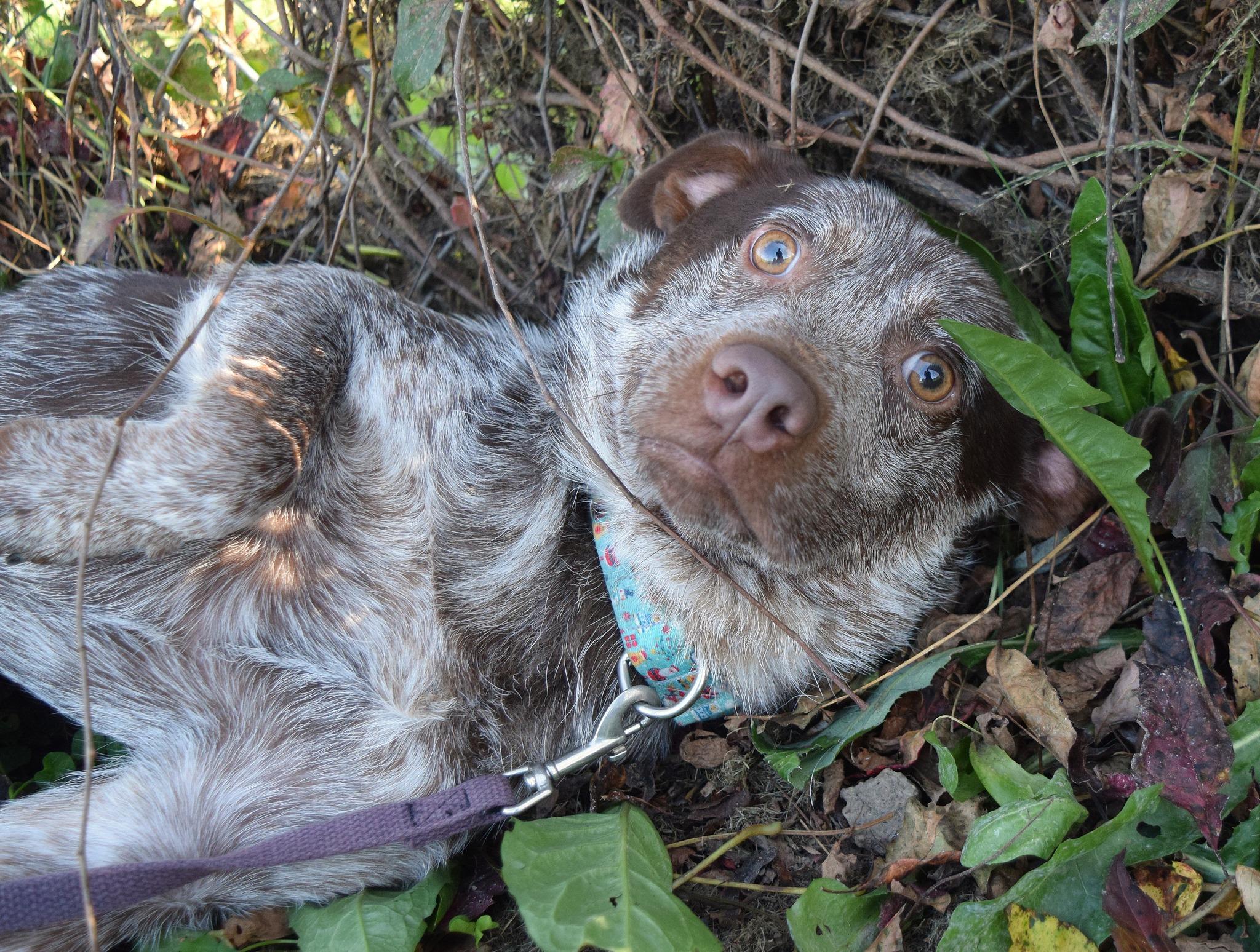 Cajun, a Adoptable mixed breed in Tomah, WI image 4/6