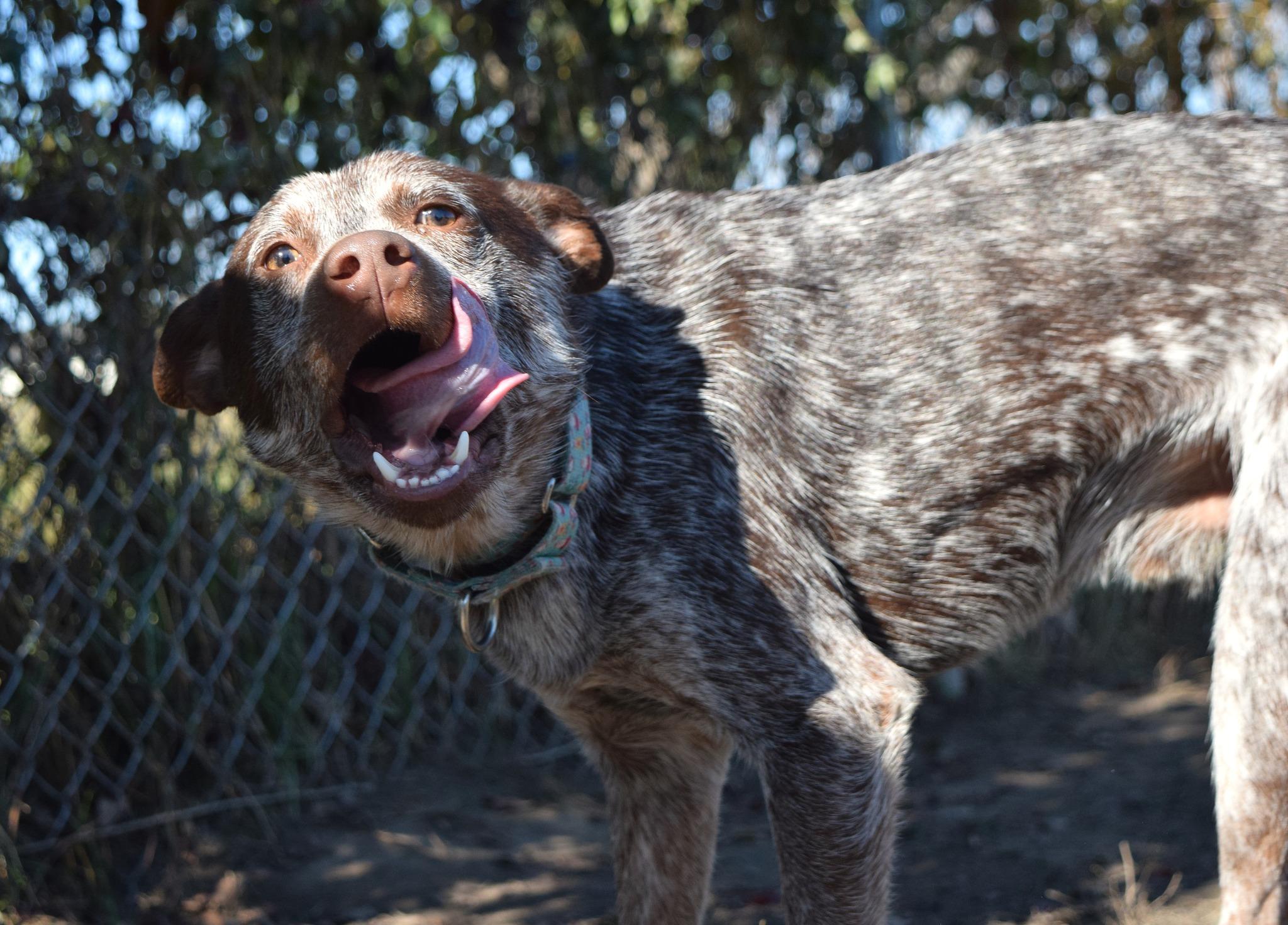 Cajun, Adoptable, Adult Male Australian Cattle Dog / Blue Heeler.