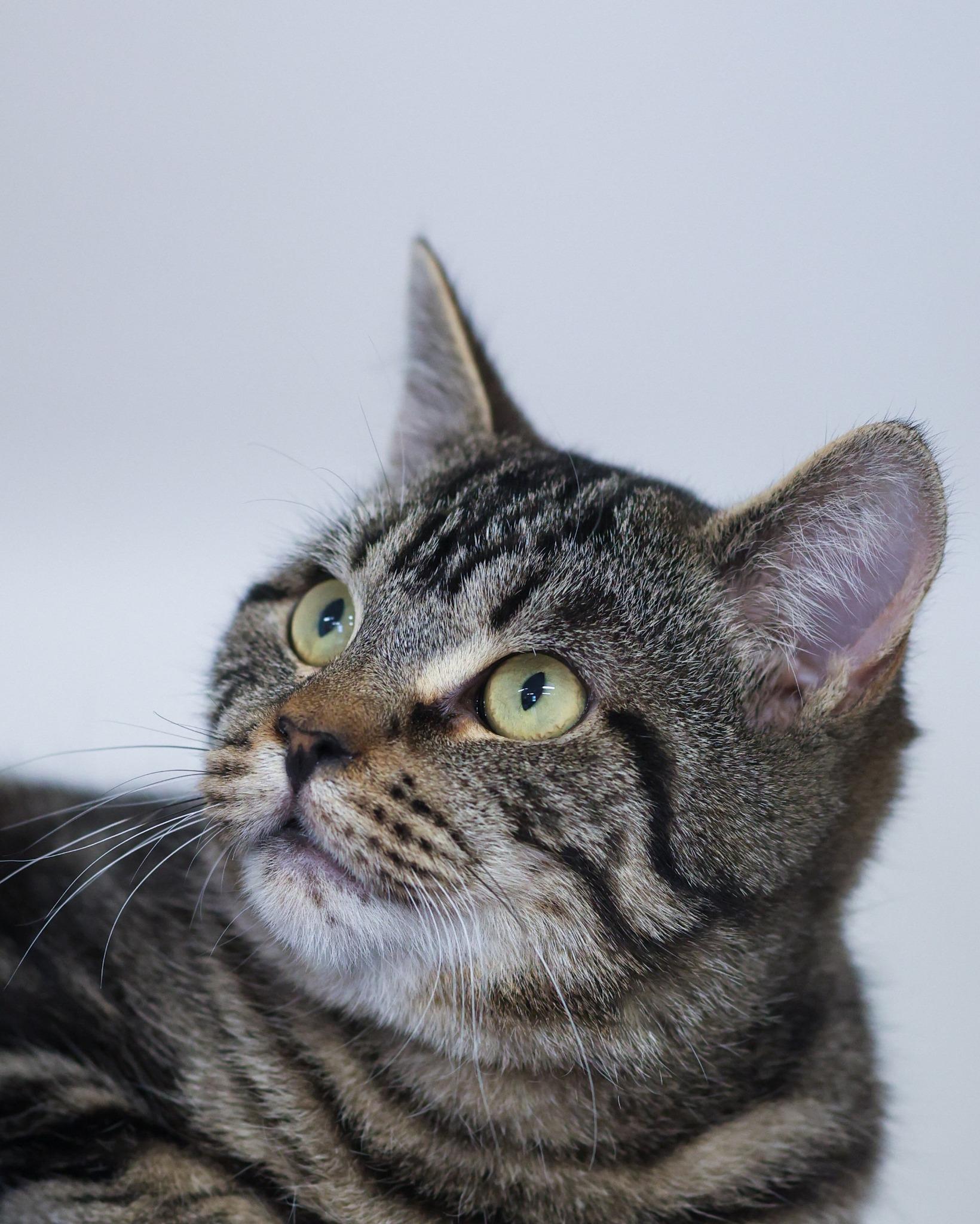 Enlarge Mr. Jones (0339), an adopted Domestic Short Hair in Bridgeport, CT image 1/1