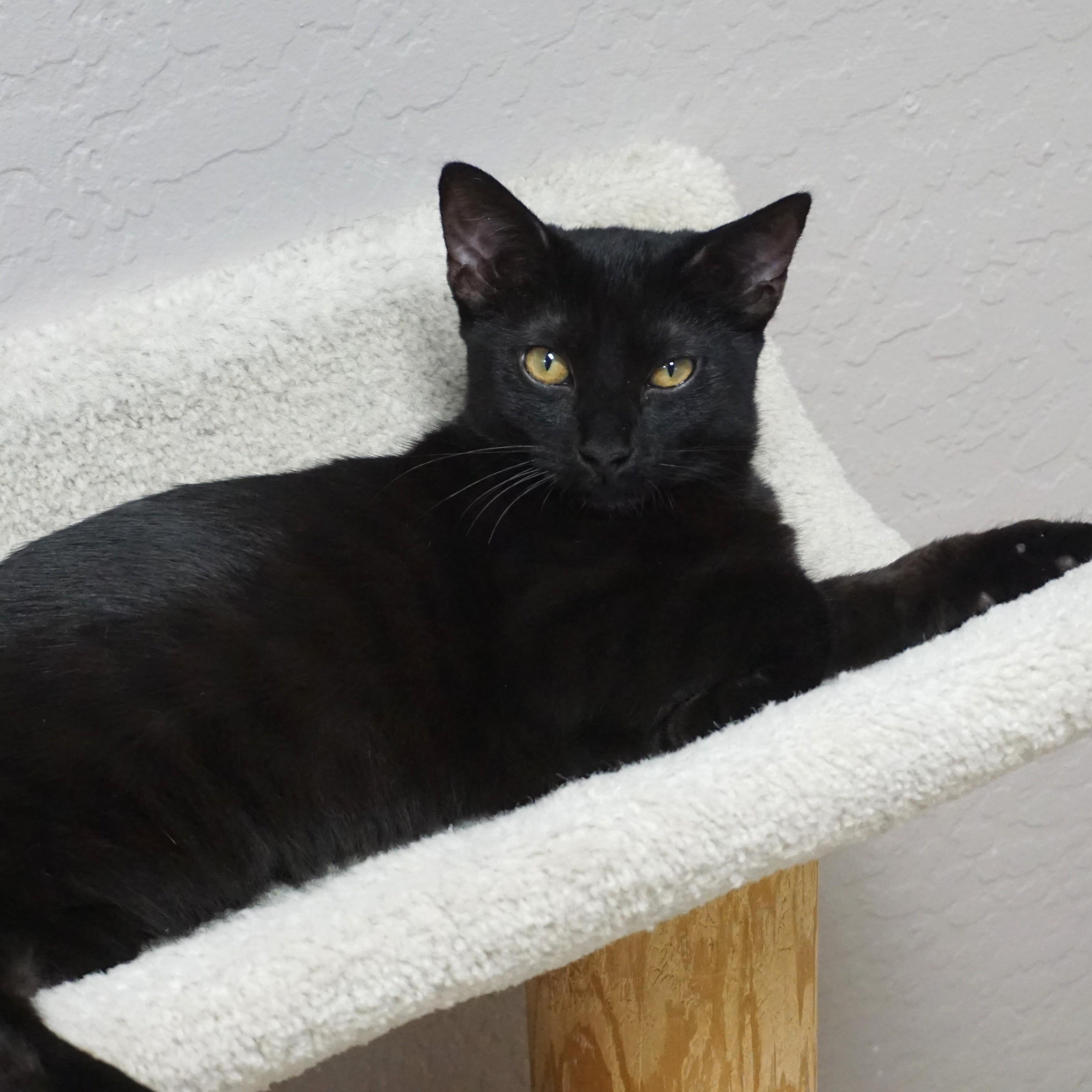 Cambria, Adoptable, Kitten Female Domestic Short Hair.