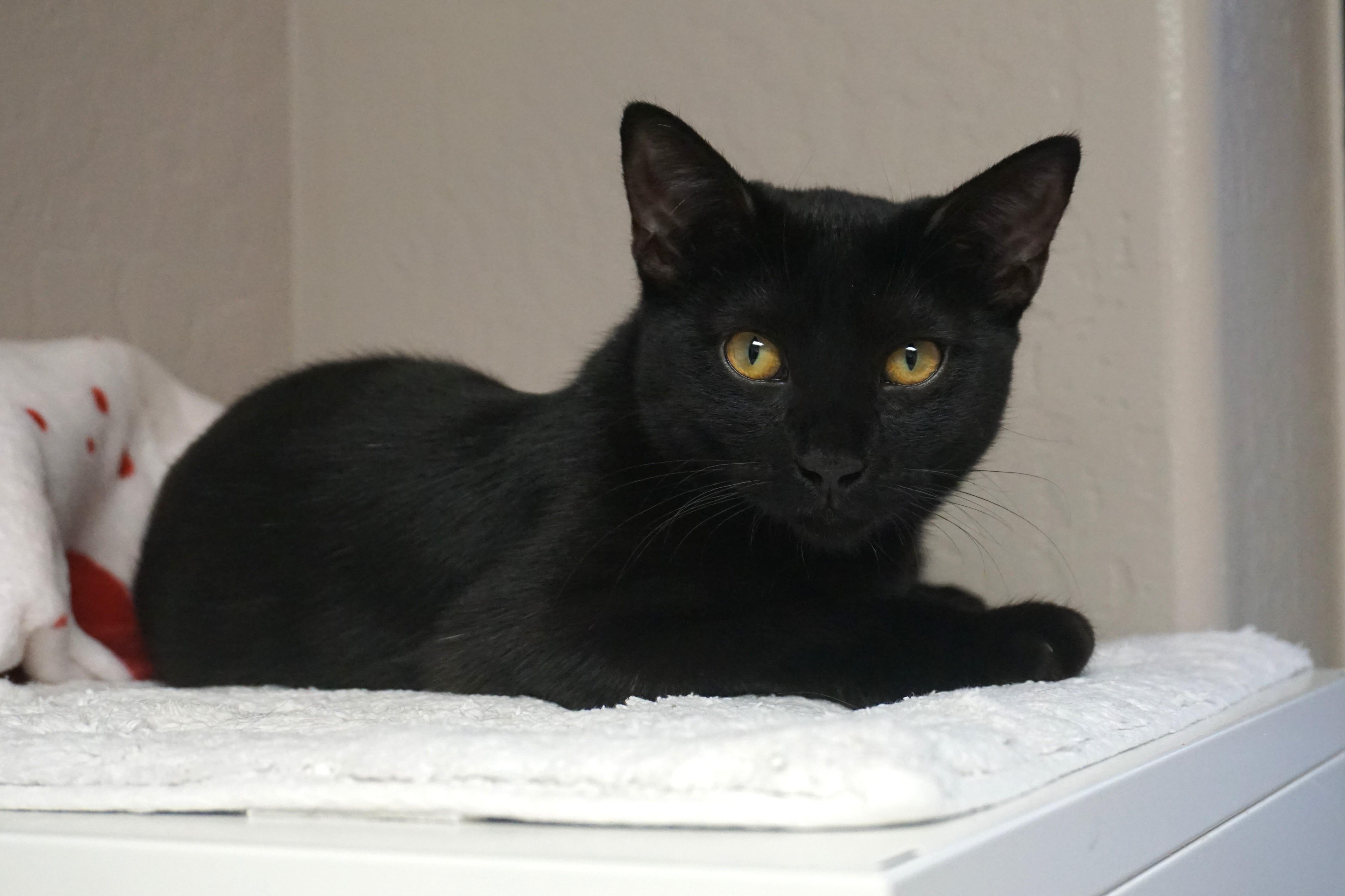 Enlarge Cambria, a Adoptable Domestic Short Hair in Fountain Hills, AZ image 3/4